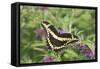 Giant Swallowtail on Butterfly Bush, Illinois-Richard & Susan Day-Framed Stretched Canvas