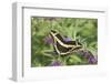 Giant Swallowtail on Butterfly Bush, Illinois-Richard & Susan Day-Framed Photographic Print