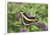 Giant Swallowtail on Butterfly Bush, Illinois-Richard & Susan Day-Framed Photographic Print