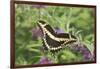 Giant Swallowtail on Butterfly Bush, Illinois-Richard & Susan Day-Framed Photographic Print