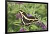 Giant Swallowtail on Butterfly Bush, Illinois-Richard & Susan Day-Framed Photographic Print