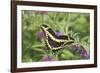 Giant Swallowtail on Butterfly Bush, Illinois-Richard & Susan Day-Framed Photographic Print