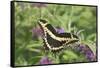 Giant Swallowtail on Butterfly Bush, Illinois-Richard & Susan Day-Framed Stretched Canvas