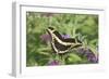 Giant Swallowtail on Butterfly Bush, Illinois-Richard & Susan Day-Framed Photographic Print