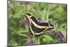 Giant Swallowtail on Butterfly Bush, Illinois-Richard & Susan Day-Mounted Photographic Print