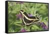 Giant Swallowtail on Butterfly Bush, Illinois-Richard & Susan Day-Framed Stretched Canvas