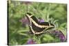 Giant Swallowtail on Butterfly Bush, Illinois-Richard & Susan Day-Stretched Canvas