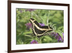 Giant Swallowtail on Butterfly Bush, Illinois-Richard & Susan Day-Framed Premium Photographic Print