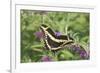 Giant Swallowtail on Butterfly Bush, Illinois-Richard & Susan Day-Framed Premium Photographic Print