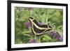 Giant Swallowtail on Butterfly Bush, Illinois-Richard & Susan Day-Framed Premium Photographic Print