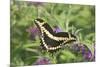 Giant Swallowtail on Butterfly Bush, Illinois-Richard & Susan Day-Mounted Premium Photographic Print