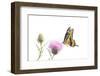 Giant Swallowtail on thistle. Marion County, Illinois, USA.-Richard & Susan Day-Framed Photographic Print