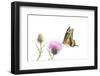 Giant Swallowtail on thistle. Marion County, Illinois, USA.-Richard & Susan Day-Framed Photographic Print