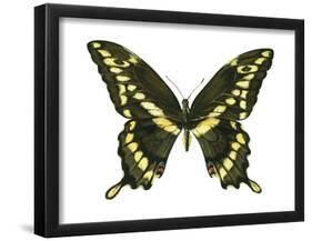 Giant Swallowtail (Papilio Cresphontes), Insects-Encyclopaedia Britannica-Framed Poster