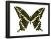 Giant Swallowtail (Papilio Cresphontes), Insects-Encyclopaedia Britannica-Framed Poster