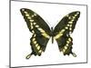 Giant Swallowtail (Papilio Cresphontes), Insects-Encyclopaedia Britannica-Mounted Poster