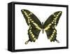 Giant Swallowtail (Papilio Cresphontes), Insects-Encyclopaedia Britannica-Framed Stretched Canvas