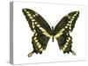 Giant Swallowtail (Papilio Cresphontes), Insects-Encyclopaedia Britannica-Stretched Canvas