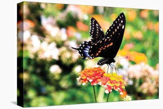 Giant Swallowtail-Alan Hausenflock-Stretched Canvas