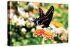 Giant Swallowtail-Alan Hausenflock-Stretched Canvas