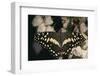 Giant Swallowtail-DLILLC-Framed Photographic Print