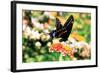 Giant Swallowtail-Alan Hausenflock-Framed Photographic Print