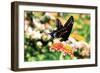 Giant Swallowtail-Alan Hausenflock-Framed Photographic Print