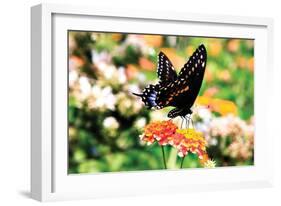 Giant Swallowtail-Alan Hausenflock-Framed Photographic Print