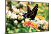 Giant Swallowtail-Alan Hausenflock-Mounted Photographic Print