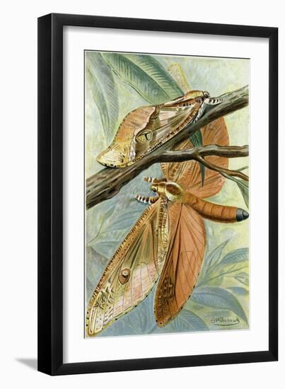 Giant Swift Moth-null-Framed Giclee Print