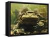 Giant Titicaca Lake Frog, Lake Titicaca, Bolivia / Peru-Peter Oxford-Framed Stretched Canvas