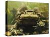 Giant Titicaca Lake Frog, Lake Titicaca, Bolivia / Peru-Peter Oxford-Stretched Canvas