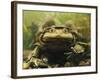 Giant Titicaca Lake Frog, Lake Titicaca, Bolivia / Peru-Peter Oxford-Framed Photographic Print