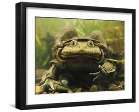 Giant Titicaca Lake Frog, Lake Titicaca, Bolivia / Peru-Peter Oxford-Framed Photographic Print