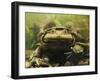 Giant Titicaca Lake Frog, Lake Titicaca, Bolivia / Peru-Peter Oxford-Framed Photographic Print