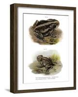 Giant Toad-null-Framed Giclee Print