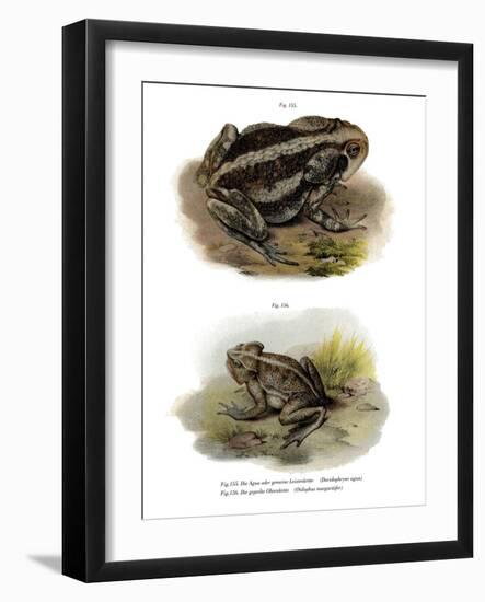 Giant Toad-null-Framed Giclee Print