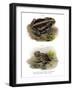 Giant Toad-null-Framed Giclee Print