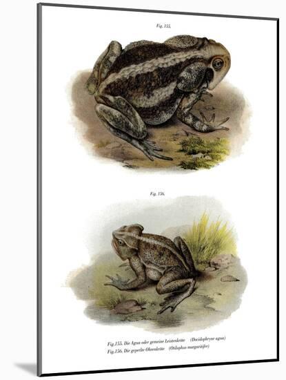 Giant Toad-null-Mounted Giclee Print