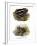 Giant Toad-null-Framed Giclee Print