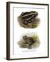 Giant Toad-null-Framed Giclee Print