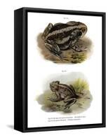 Giant Toad-null-Framed Stretched Canvas