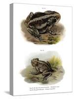 Giant Toad-null-Stretched Canvas