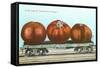 Giant Tomatoes on Flat Bed-null-Framed Stretched Canvas