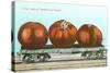 Giant Tomatoes on Flat Bed-null-Stretched Canvas
