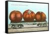 Giant Tomatoes on Flat Bed-null-Framed Stretched Canvas