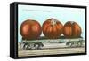 Giant Tomatoes on Flat Bed-null-Framed Stretched Canvas