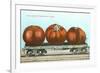 Giant Tomatoes on Flat Bed-null-Framed Premium Giclee Print