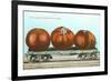 Giant Tomatoes on Flat Bed-null-Framed Premium Giclee Print