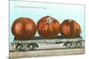 Giant Tomatoes on Flat Bed-null-Mounted Premium Giclee Print